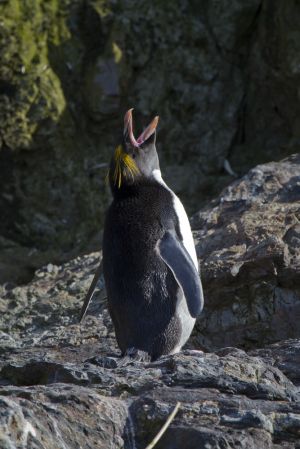 Hercules Bay, South Georgia Island 205.jpg